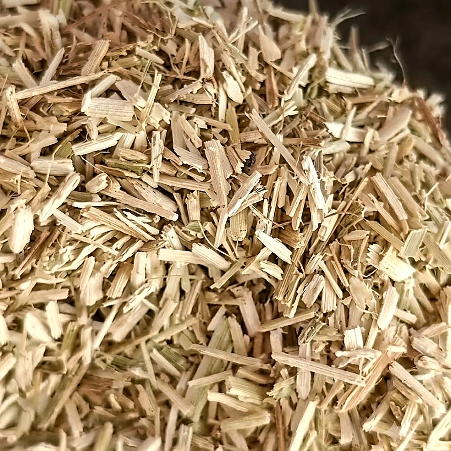 Hemp coarse shives macro photograph